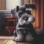 (image for) Schnauzer Puppy